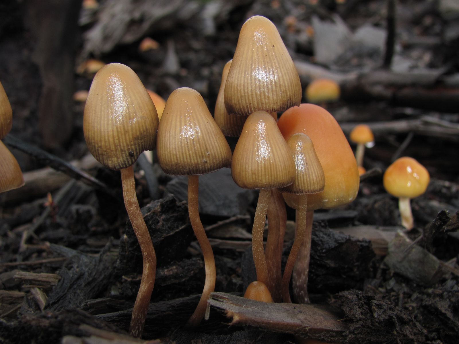 Psilocybe mushrooms growing in a forest