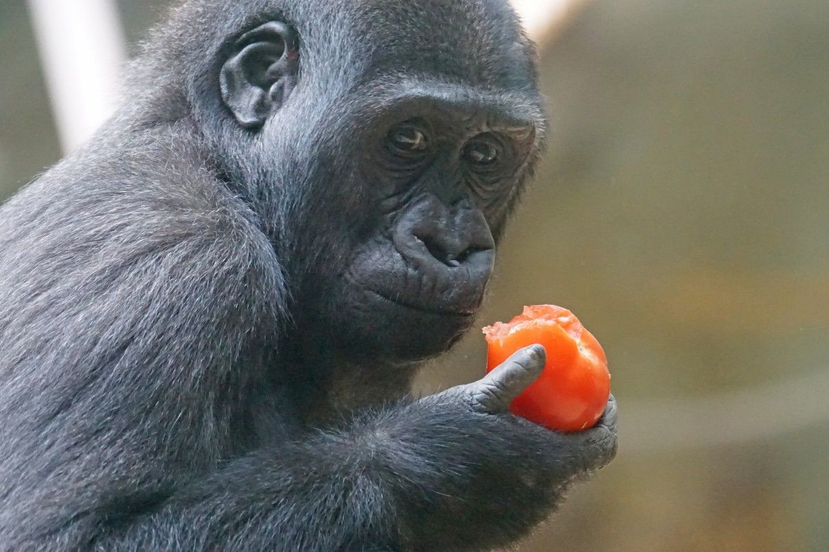 A gorilla eating fruit